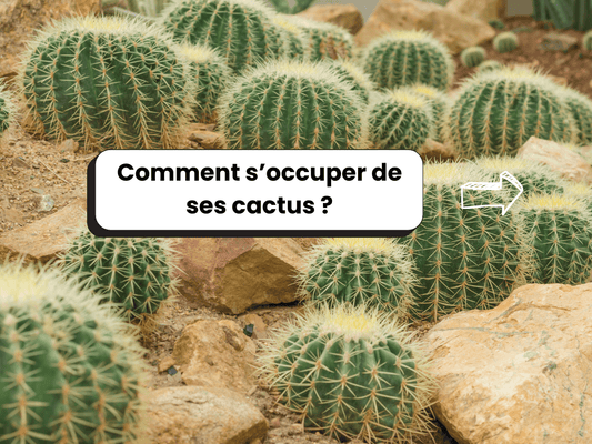 Photo de cactus dans des pierres avec comme titre : Comment s'occuper de ses cactus
