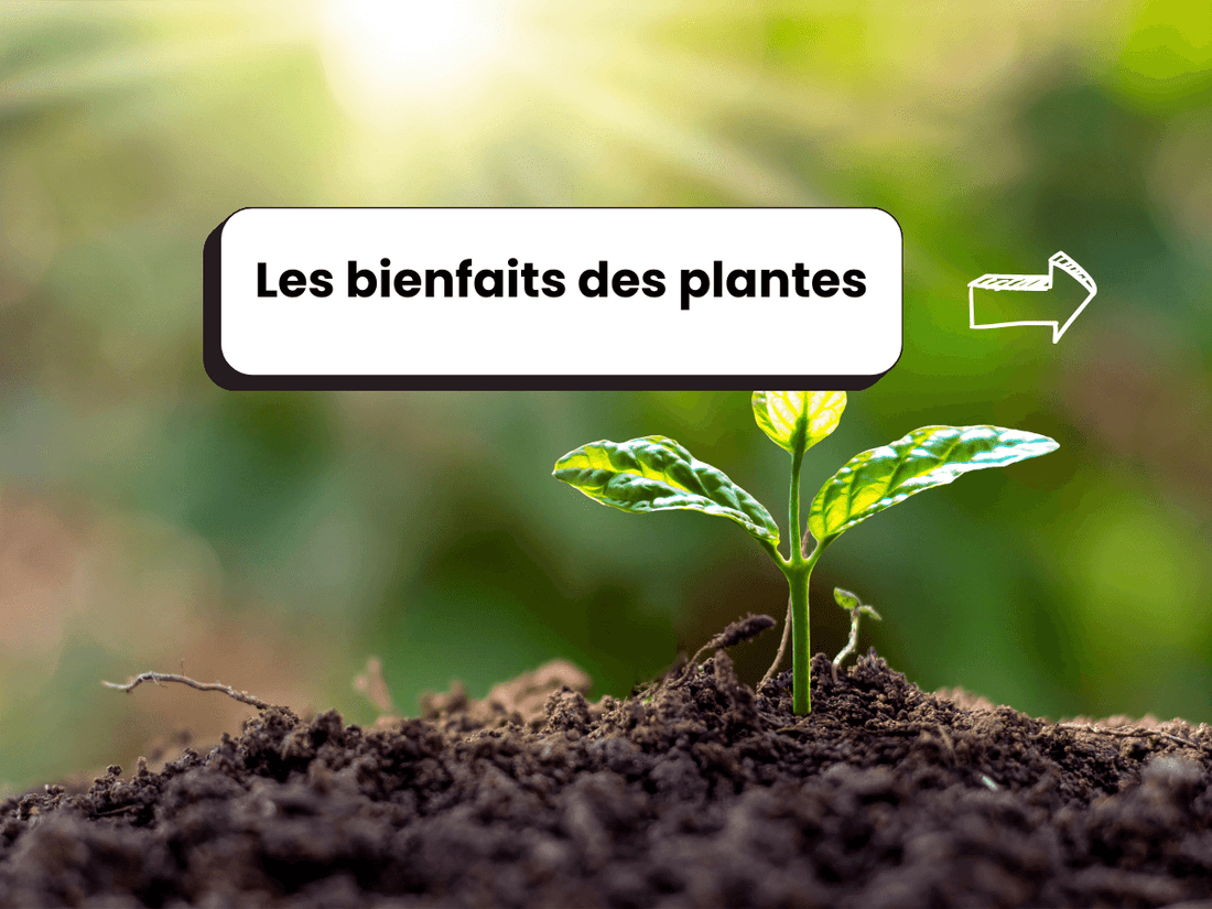 Photo d’une pousse verte dans la terre, avec le titre : Les bienfaits des plantes.