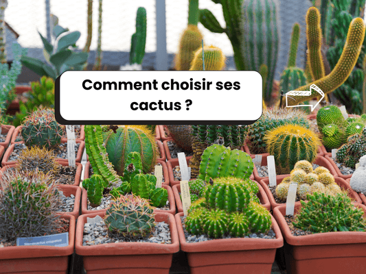 Photo de cactus dans des pots avec comme titre dessus : Comment choisir ses cactus ?