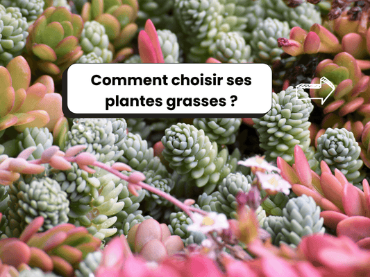 Photo de plantes grasses en arrière-plan, avec le titre : Comment choisir ses plantes grasses ?