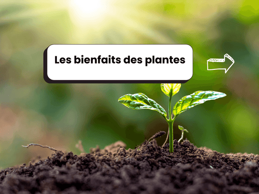 Photo d’une pousse verte dans la terre, avec le titre : Les bienfaits des plantes.
