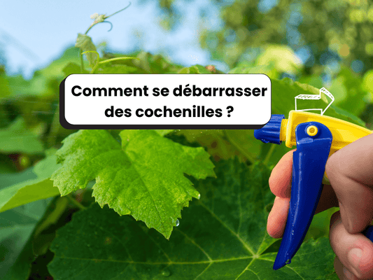 Photo d’un spray appliqué sur des feuilles en extérieur, avec le titre : Comment se débarrasser des cochenilles ?