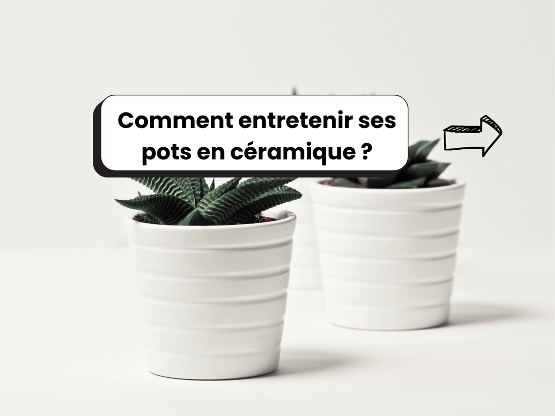 Photo de deux pots en céramique contenant des plantes, avec le titre : Comment entretenir ses pots en céramique ?