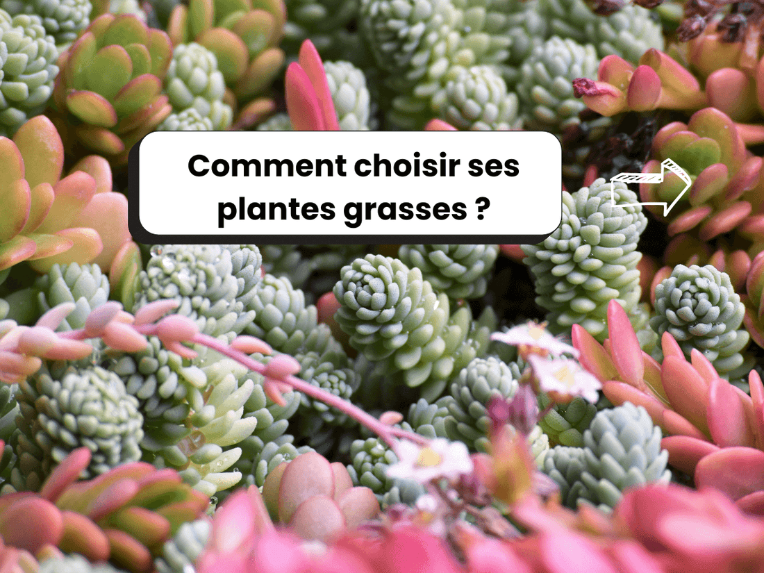 Photo de plantes grasses en arrière-plan, avec le titre : Comment choisir ses plantes grasses ?