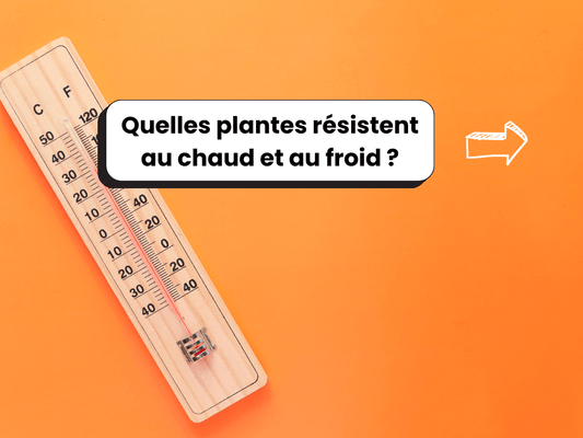 Photo d’un thermomètre sur un fond orange, avec le titre : Quelles plantes résistent au chaud et au froid ?