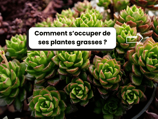 Photo de plantes grasses avec comme titre dessus : Comment s’occuper de ses plantes grasses ?