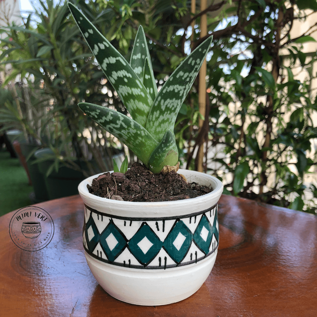 Pot en céramique fait à la main avec des motifs inspirés de l’artisanat marocain, vert et blanc, contenant une plante grasse, posé sur une table en bois avec des plantes vertes en arrière-plan.