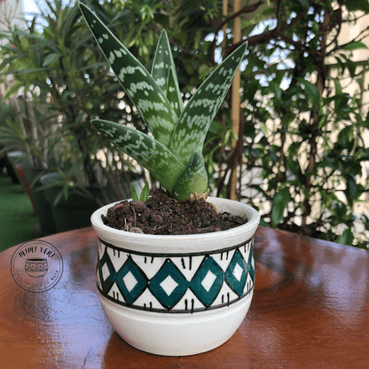 Pot en céramique fait à la main avec des motifs inspirés de l’artisanat marocain, vert et blanc, contenant une plante grasse, posé sur une table en bois avec des plantes vertes en arrière-plan.